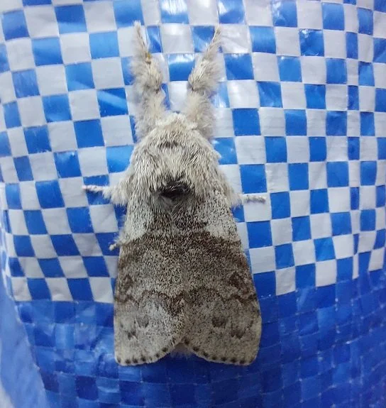 1st June Moths — microEden
